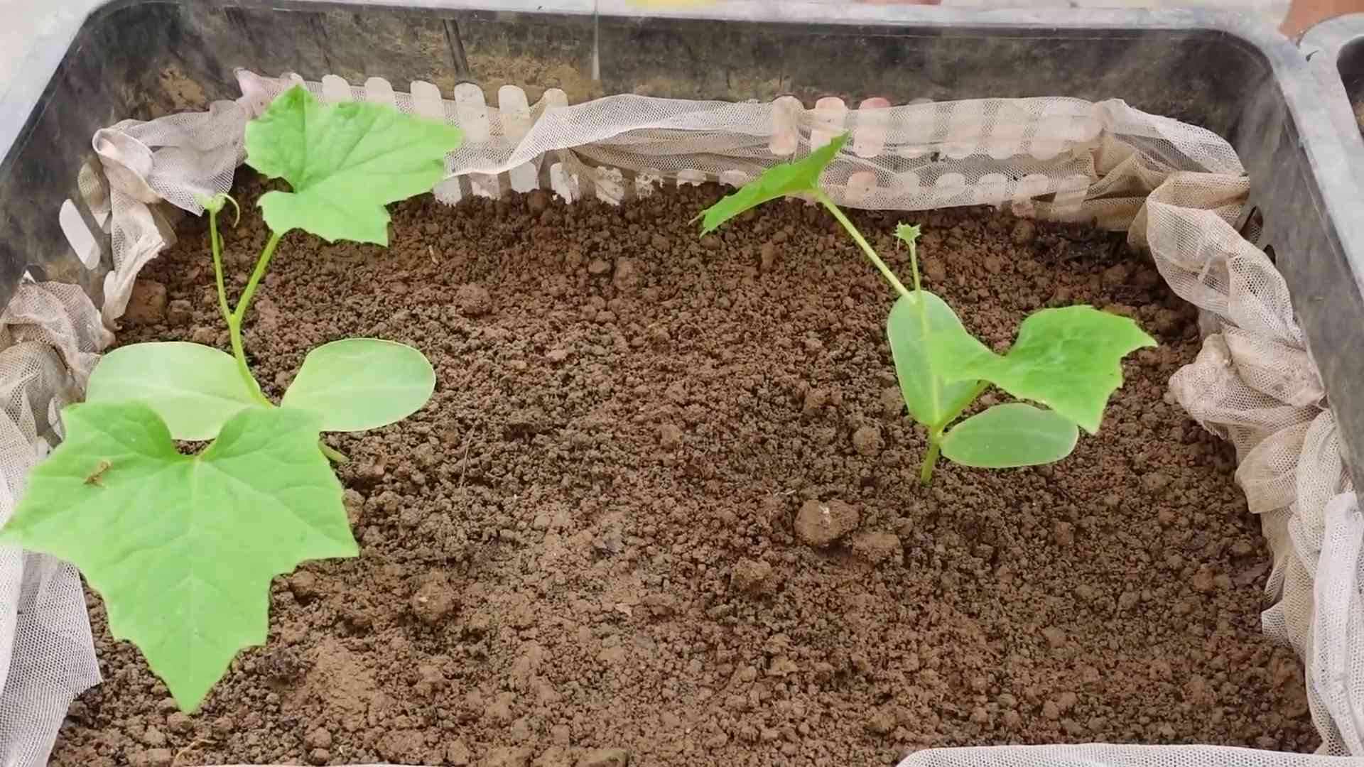 Luffa Anbau zu Hause