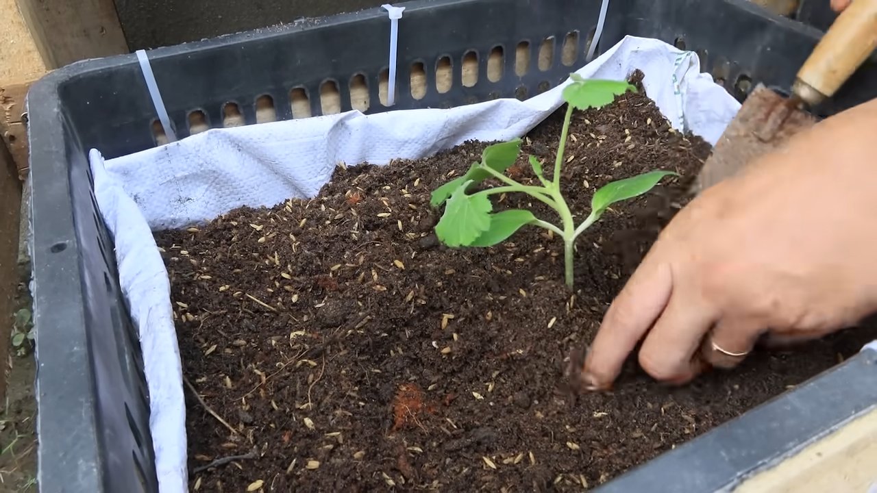 Zucchini anbauen im Garten