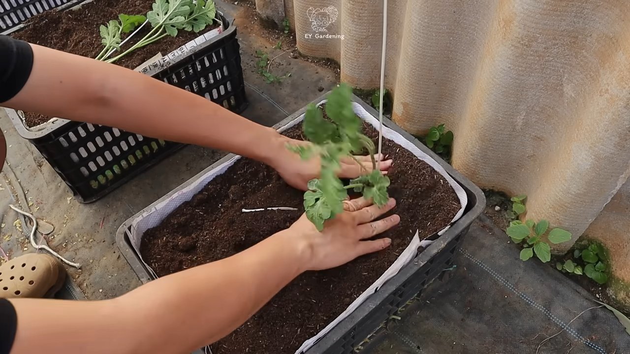 Wassermelonen zu Hause anbauen