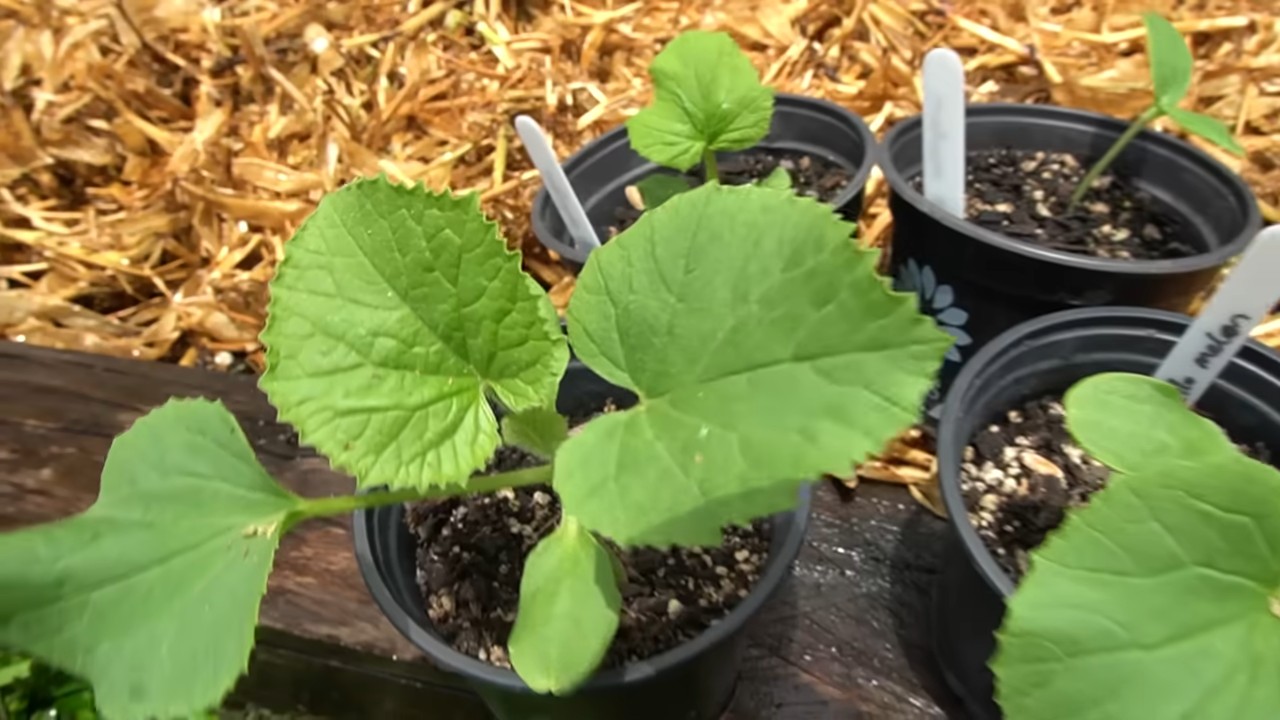 Cantaloupe Melonen anbauen
