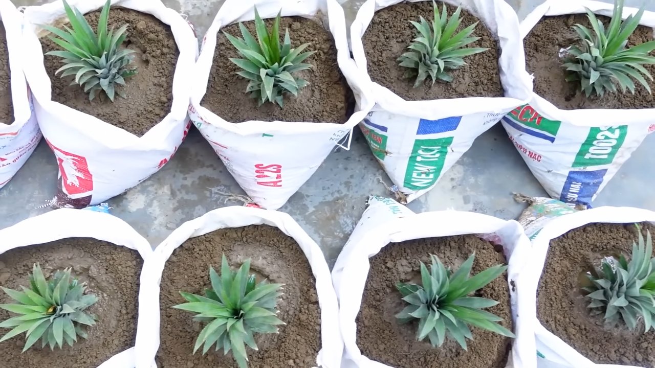 Ananas zu Hause anbauen