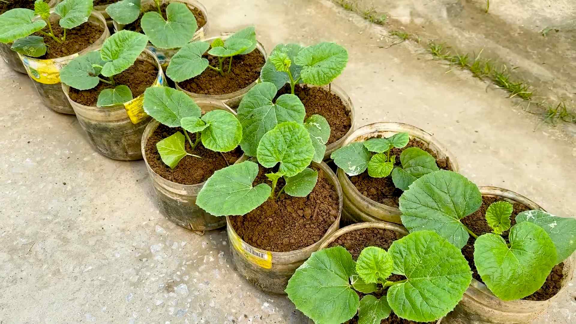 Melone anbauen Küche