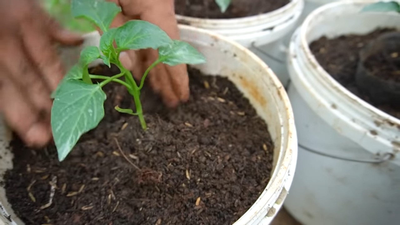 Paprika anbauen Küche