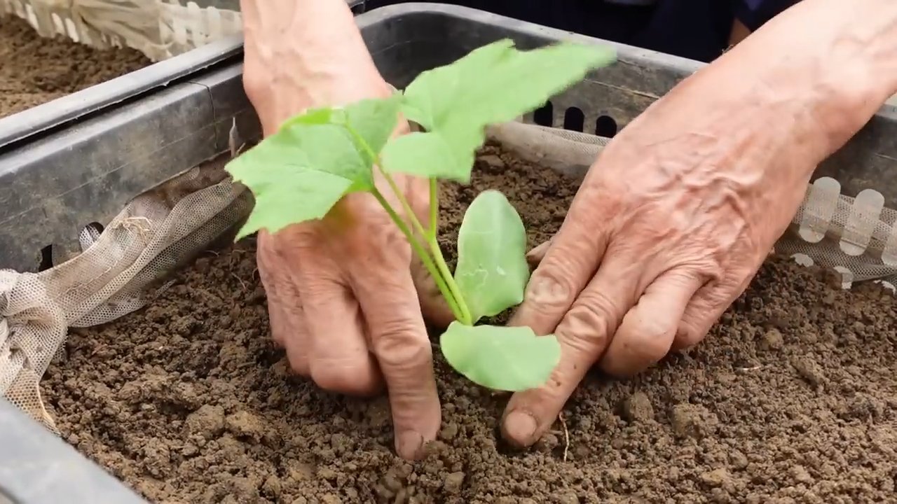 Luffa Gurke selbst anbauen