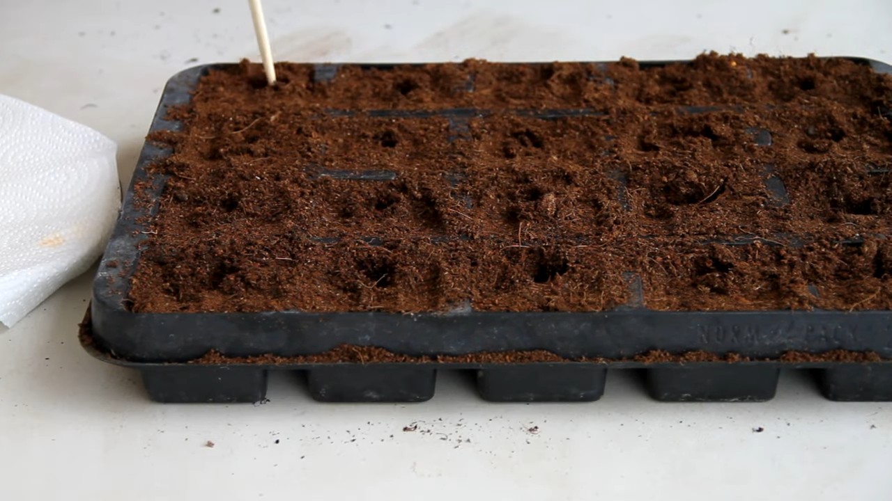 Paprika anbauen zu Hause
