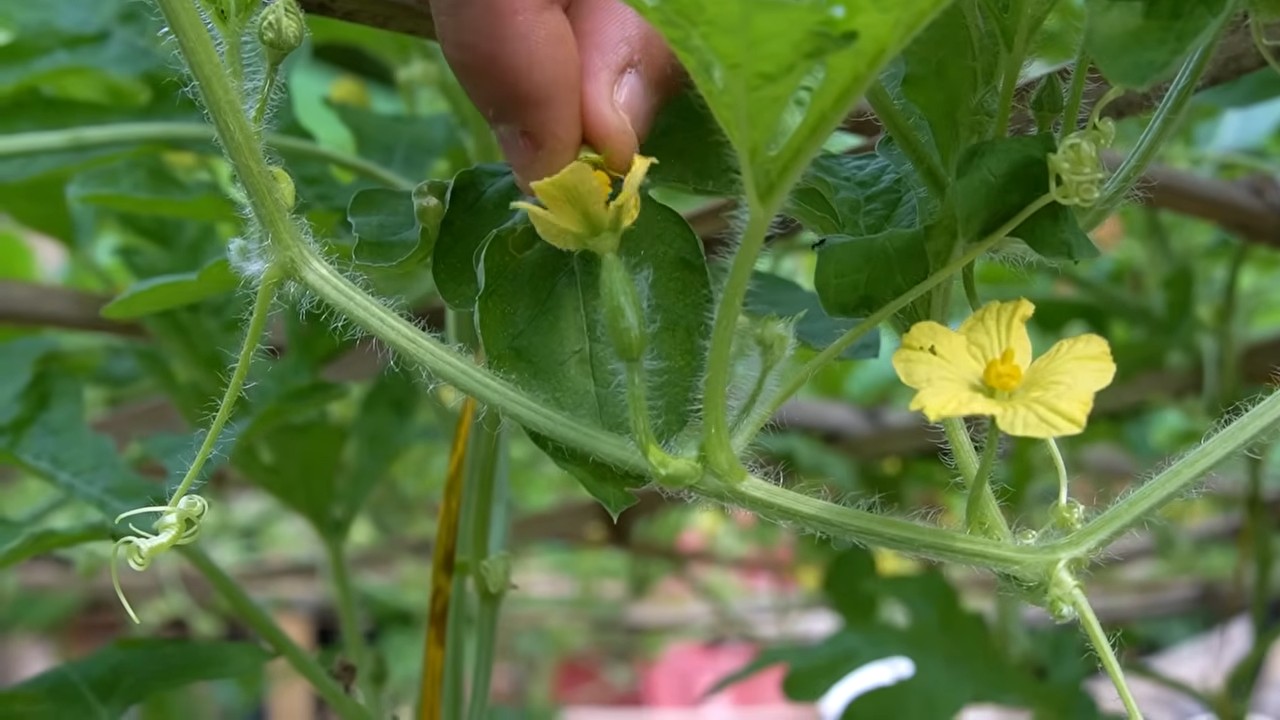 Wassermelonen Ertrag steigern