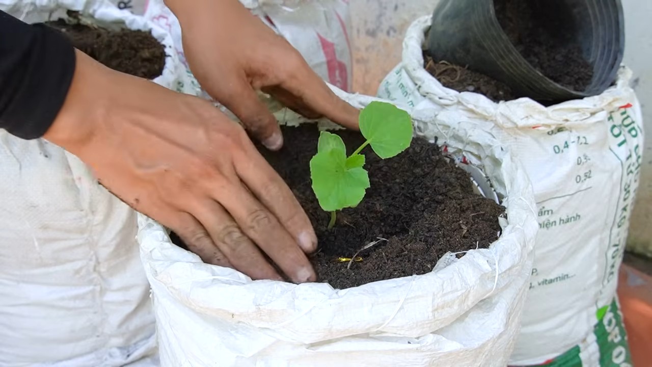 Cantaloupe Anbau im Sack