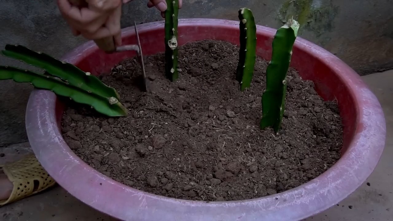 Drachenfrucht vermehren Anleitung