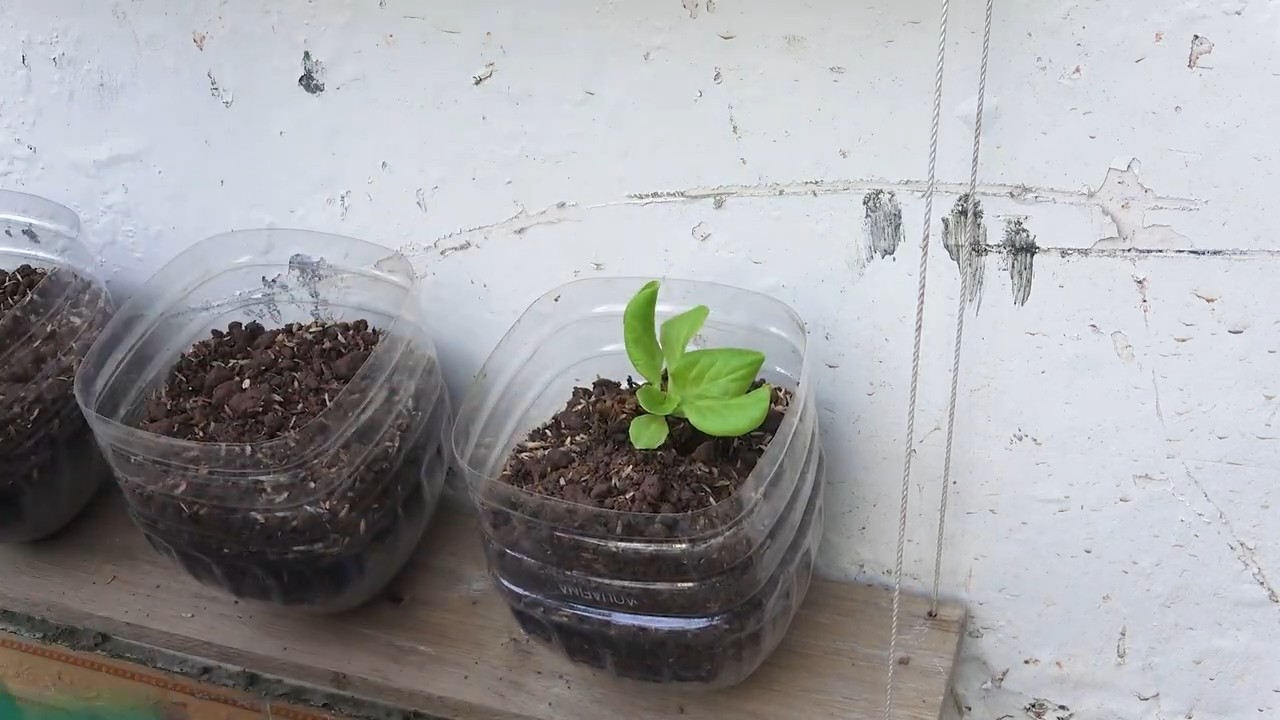 Hängender Salatgarten DIY