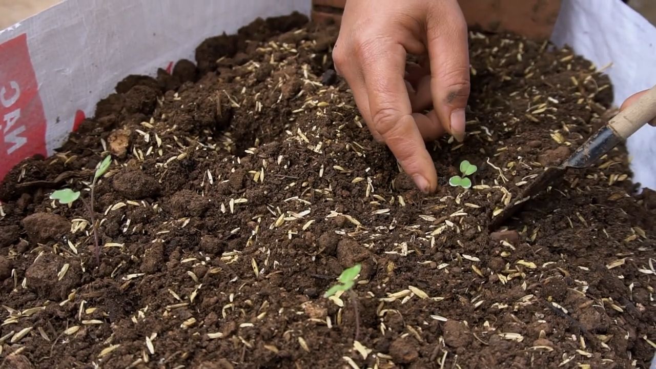 Lila Kohlrabi im Sack anbauen