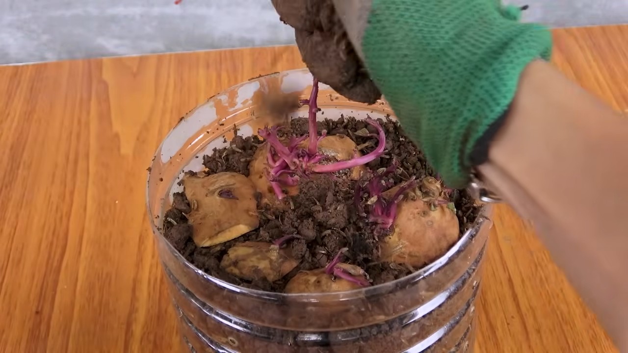 Süßkartoffeln anbauen zu Hause