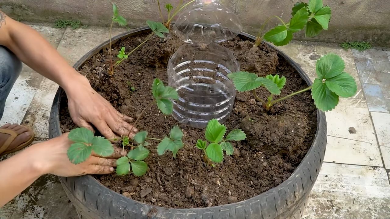 Erdbeeren anbauen: DIY Tipps