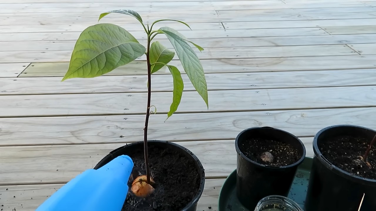 Avocado Anbau zu Hause