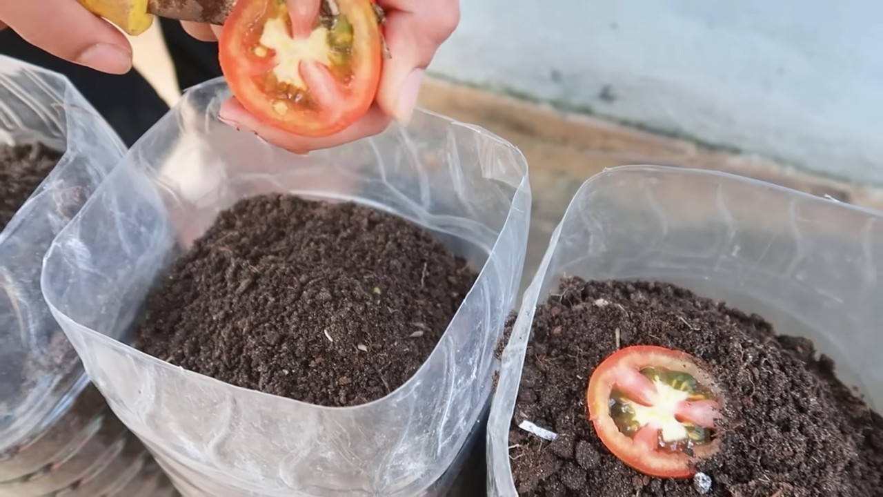Tomatengarten für die Familie