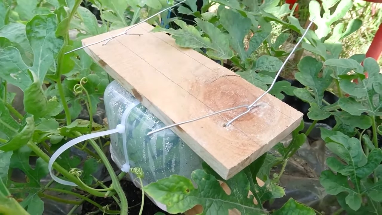 Wassermelone im Würfel ziehen