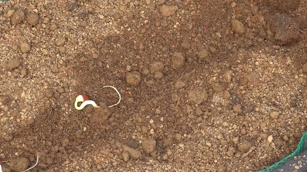 Stangenbohnen anbauen einfach gemacht