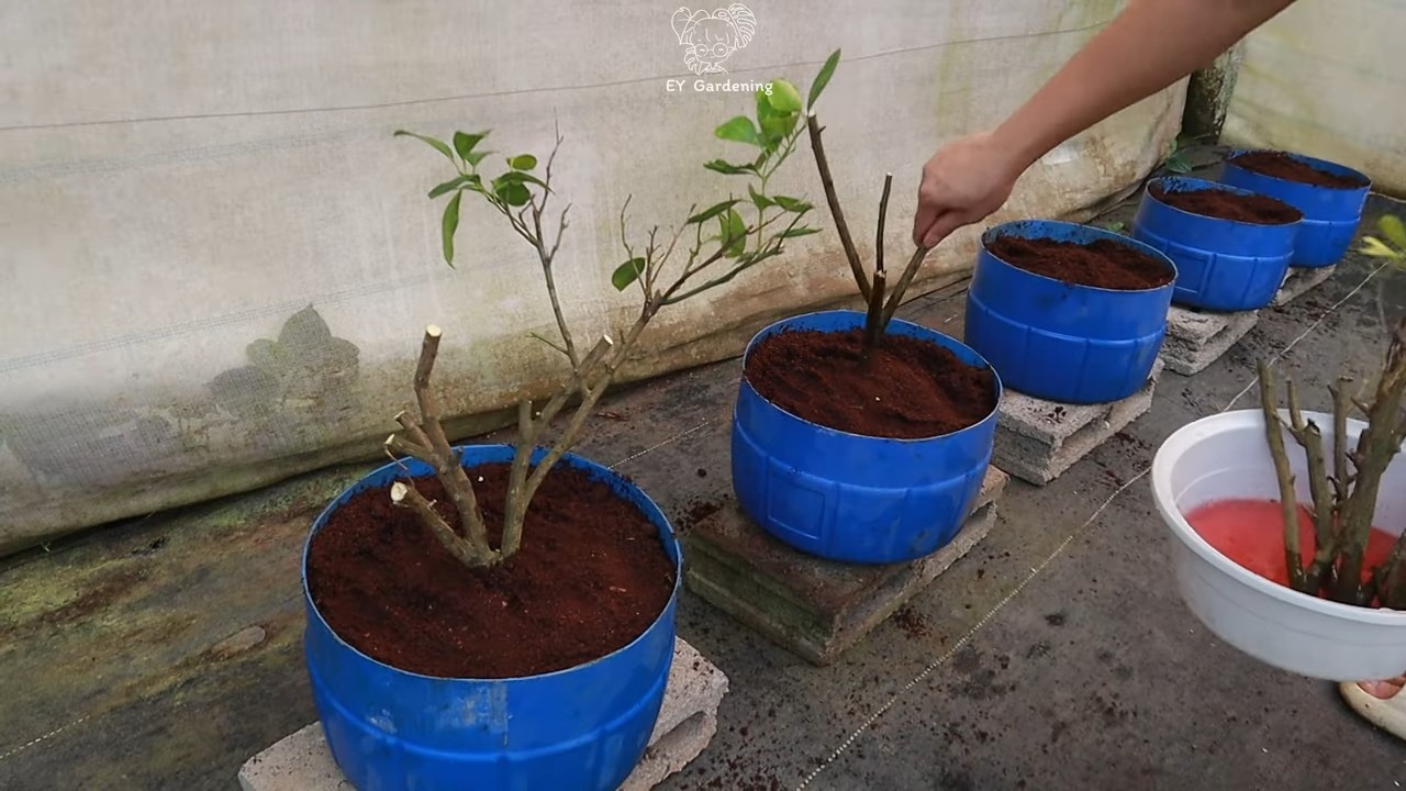 Kumquats vermehren einfach zu Hause