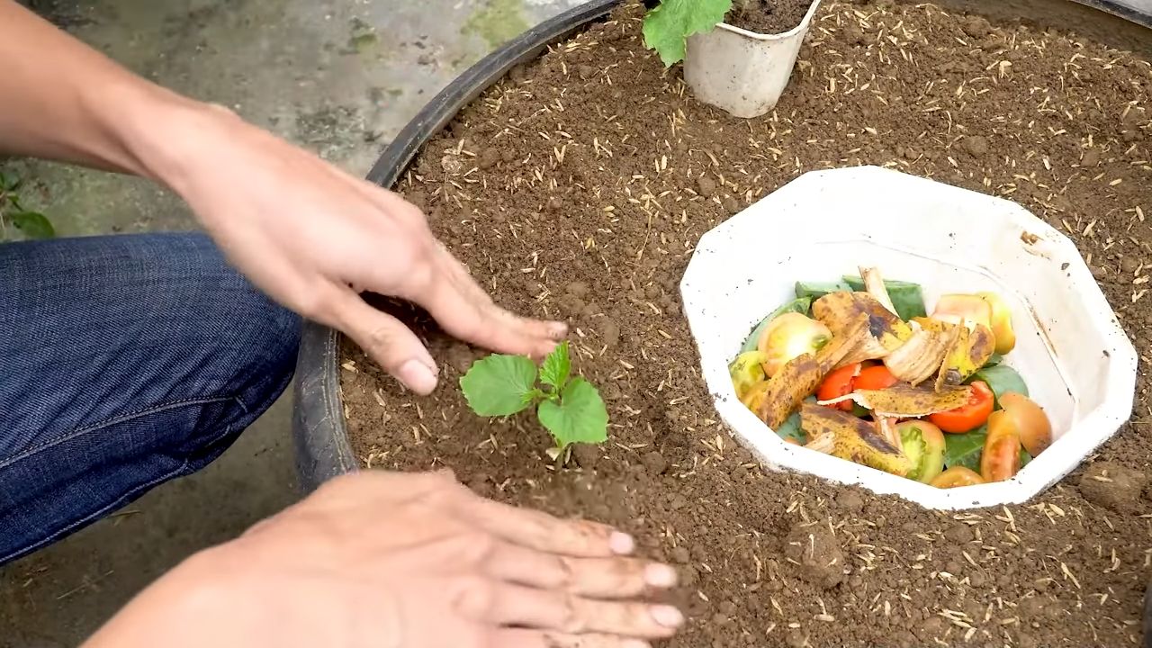 Bittergurke Anbau verbessern