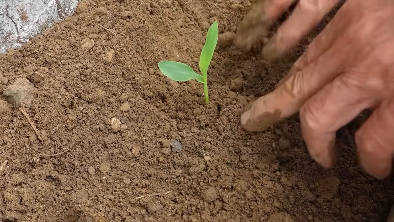 Mais anbauen Küche