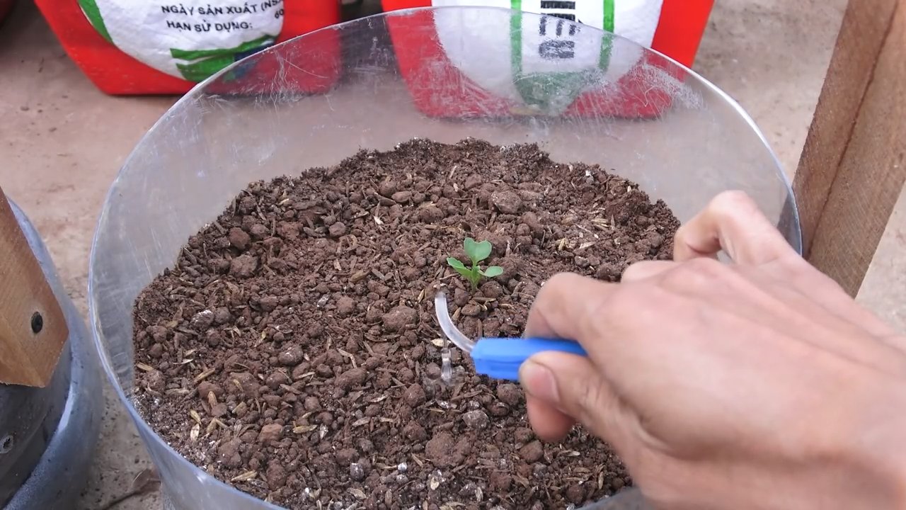 Rosenkohl einfach selbst anbauen