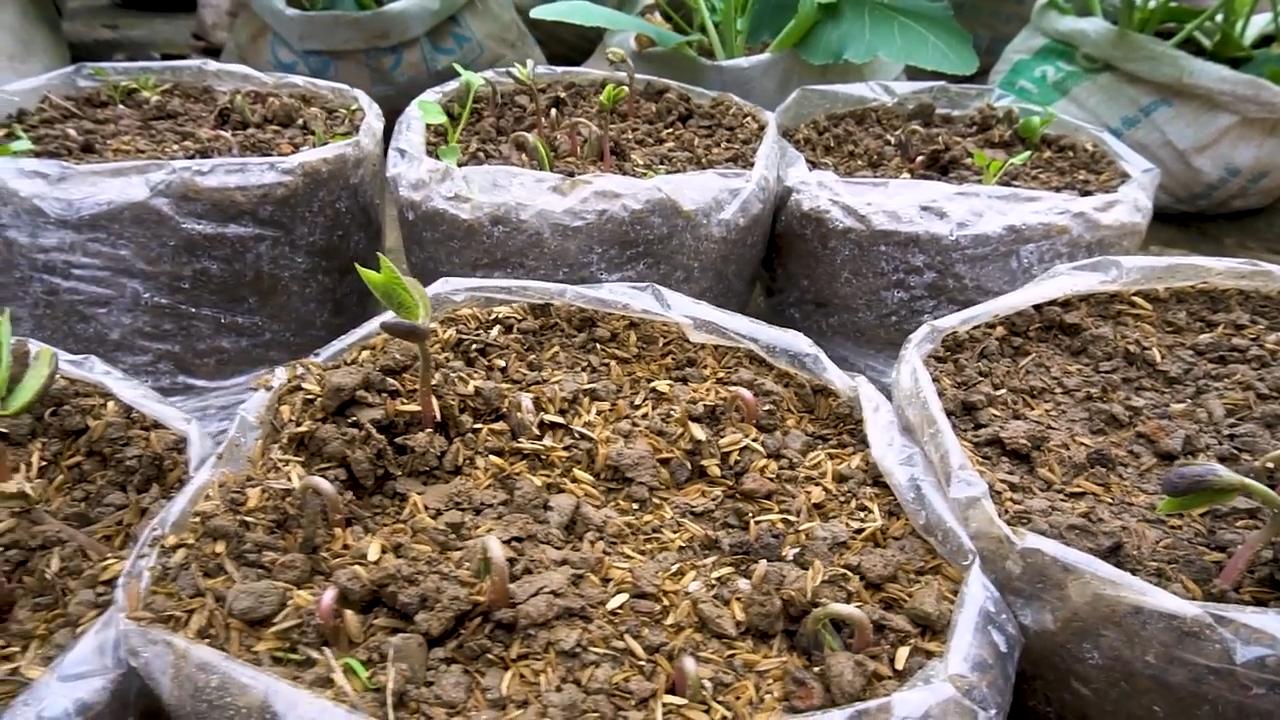 Bohnenernte mit Plastiktüten maximieren