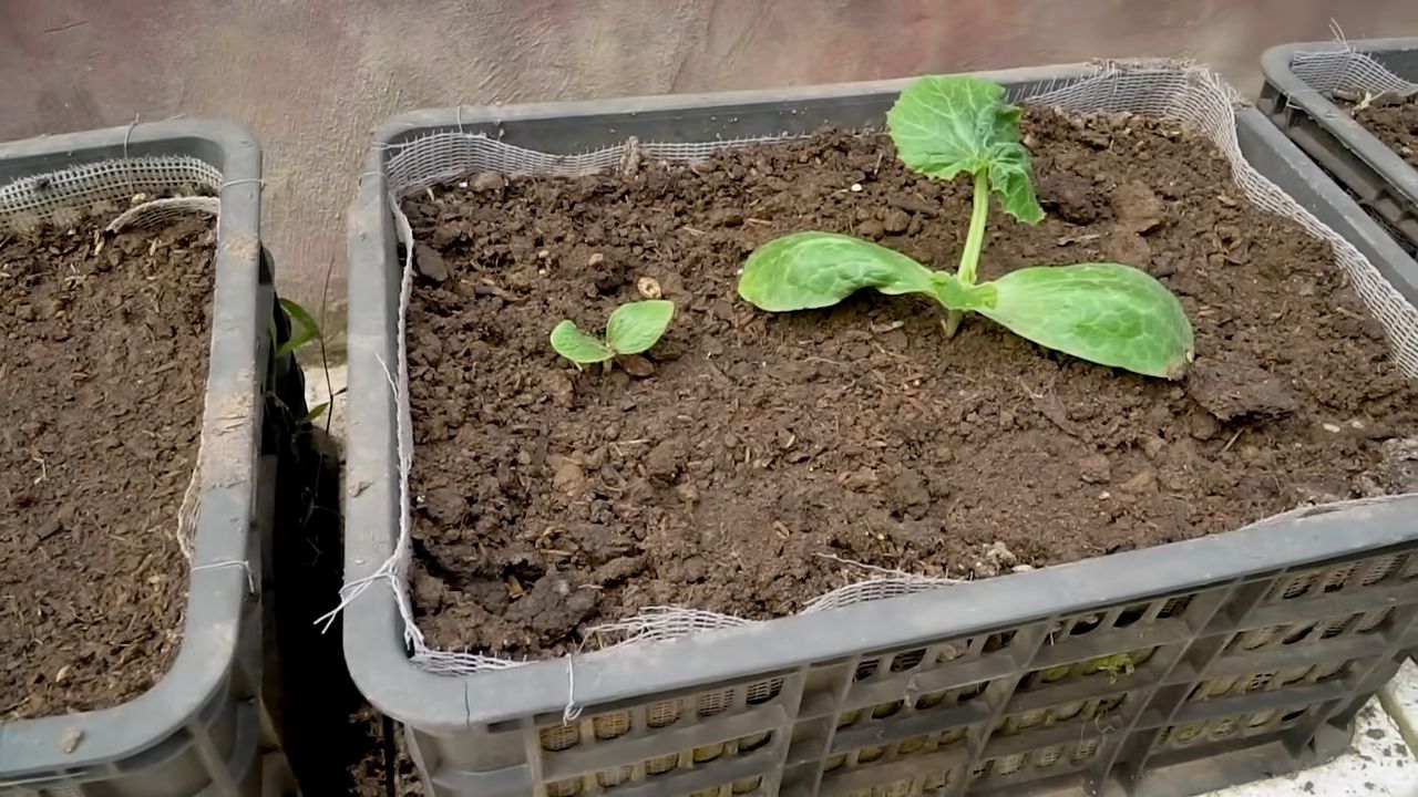 Zucchini Ernte steigern