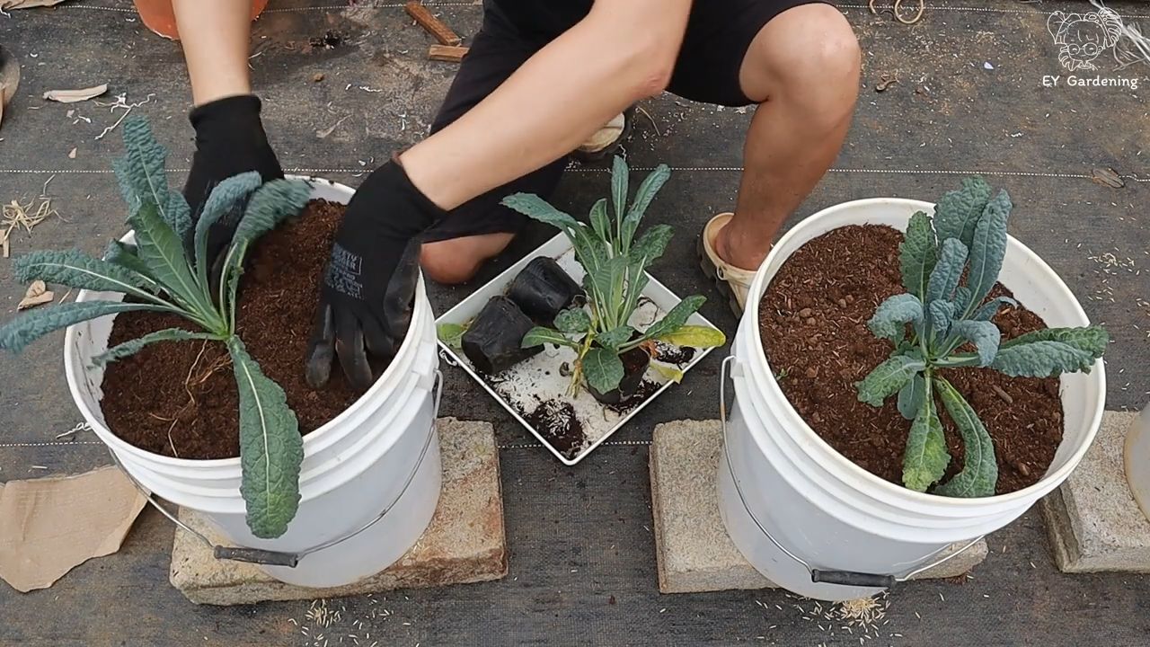 Riesenkohl Anbau auf dem Dach