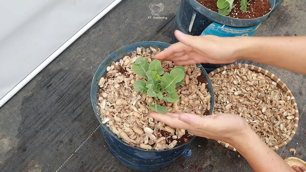 Blumenkohl Anbau Einfache Methode