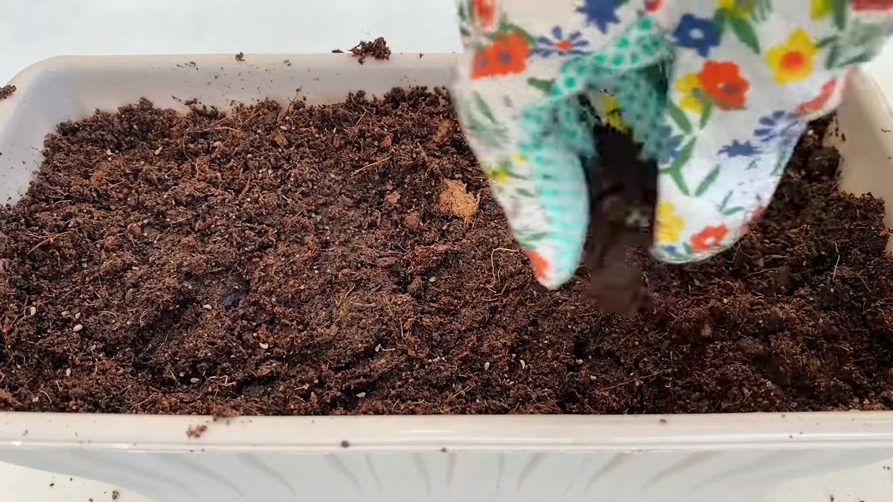 Küchen Petersilie selbst anbauen