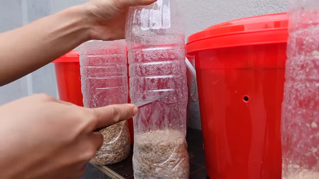 Pilze züchten für Anfänger