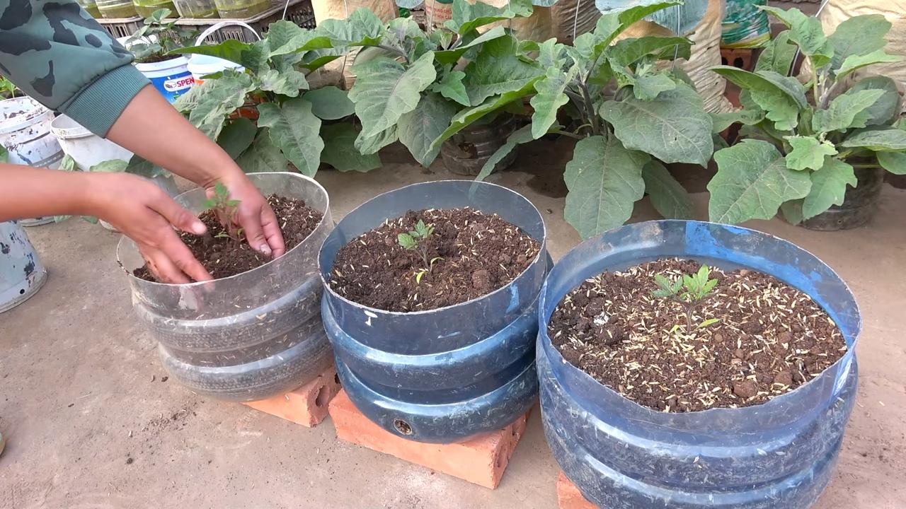 Kirschtomaten anbauen pflegeleicht