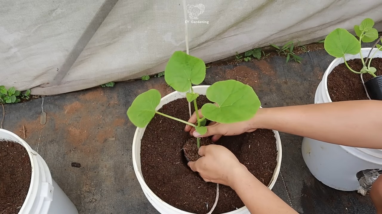 Hängende Melonen DIY