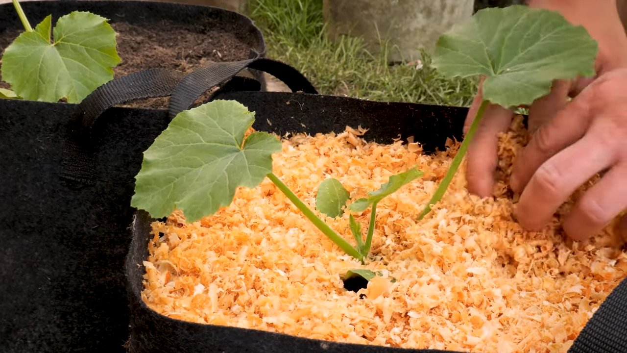 Zucchini Anbau im Pflanzsack