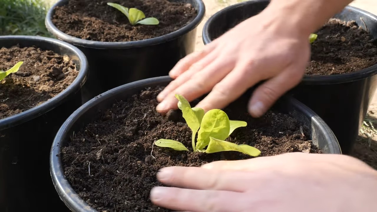 Salat anbauen kleiner Raum