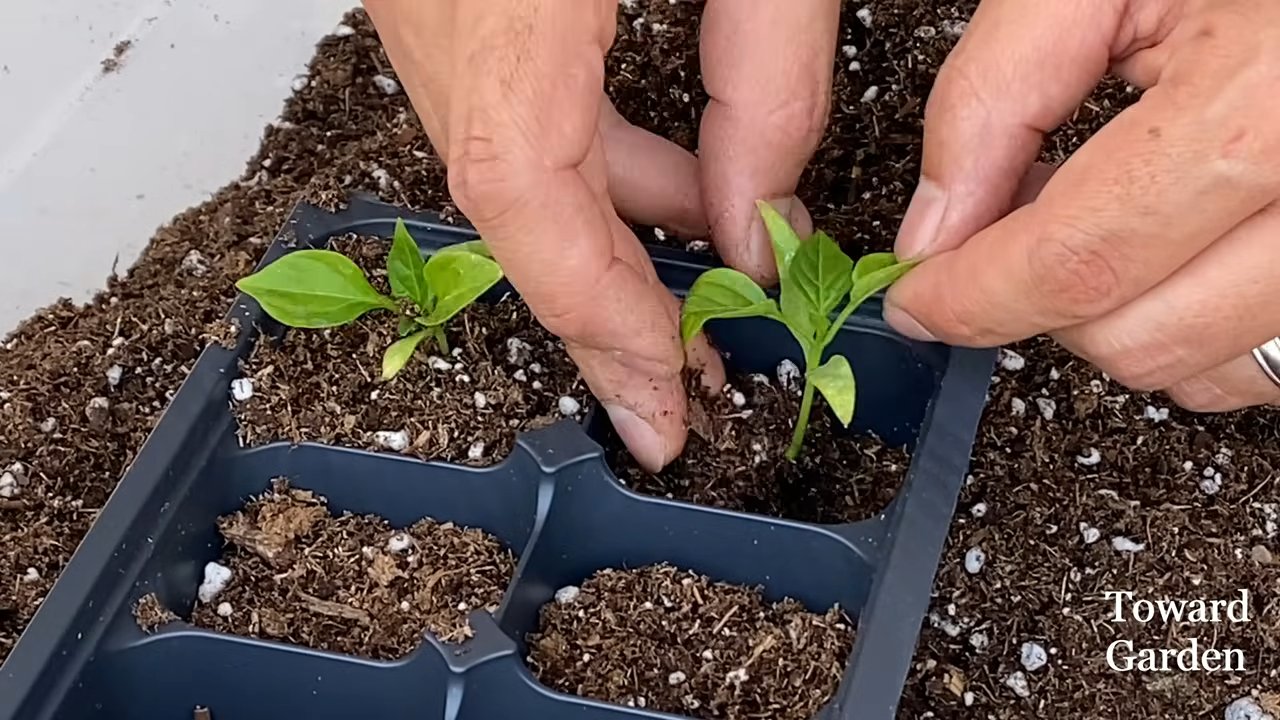 Paprika im Topf anbauen