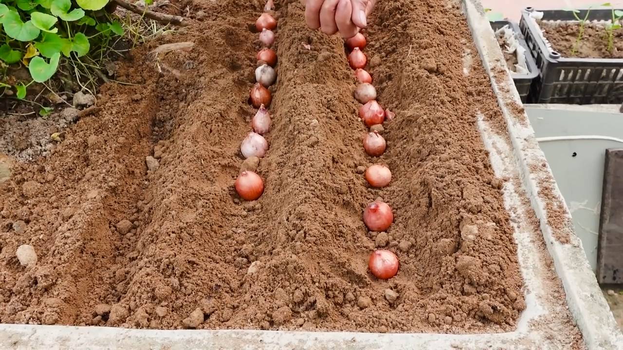 Frühlingszwiebeln anbauen im Kleingarten
