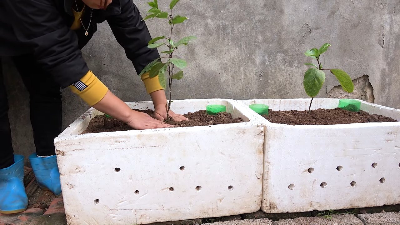 Balkon zur Maracuja Ernte machen