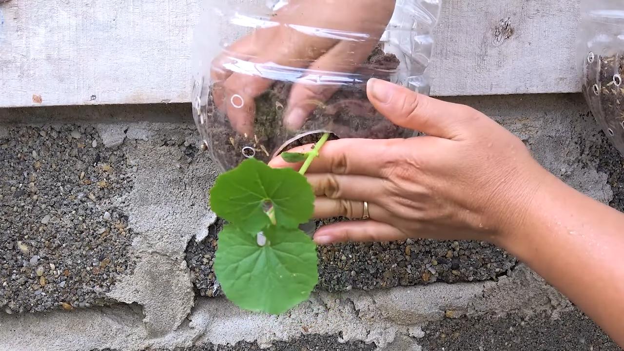 Bittermelone Ertrag steigern
