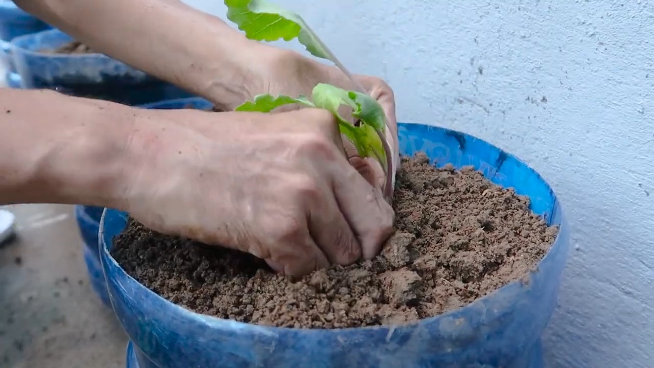 Kohlrabi Anbau mit Plastikflaschen