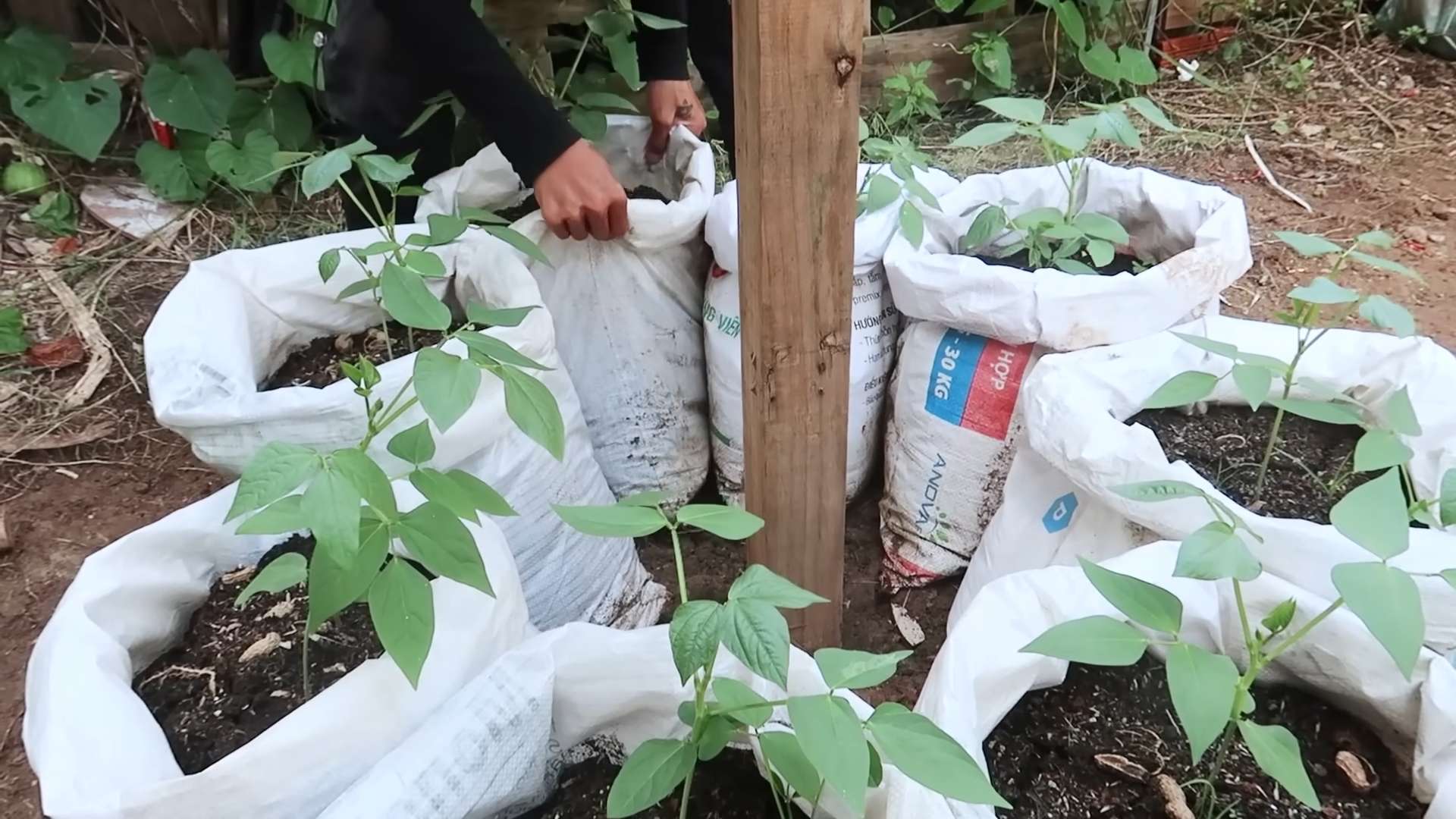 Lange Bohnen anbauen Ertrag steigern