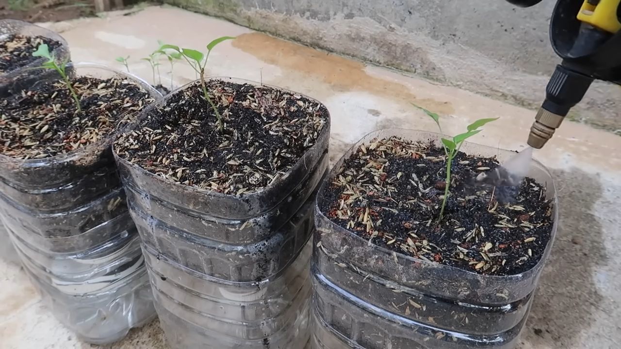 Paprika Bewässerung mit Plastikflaschen