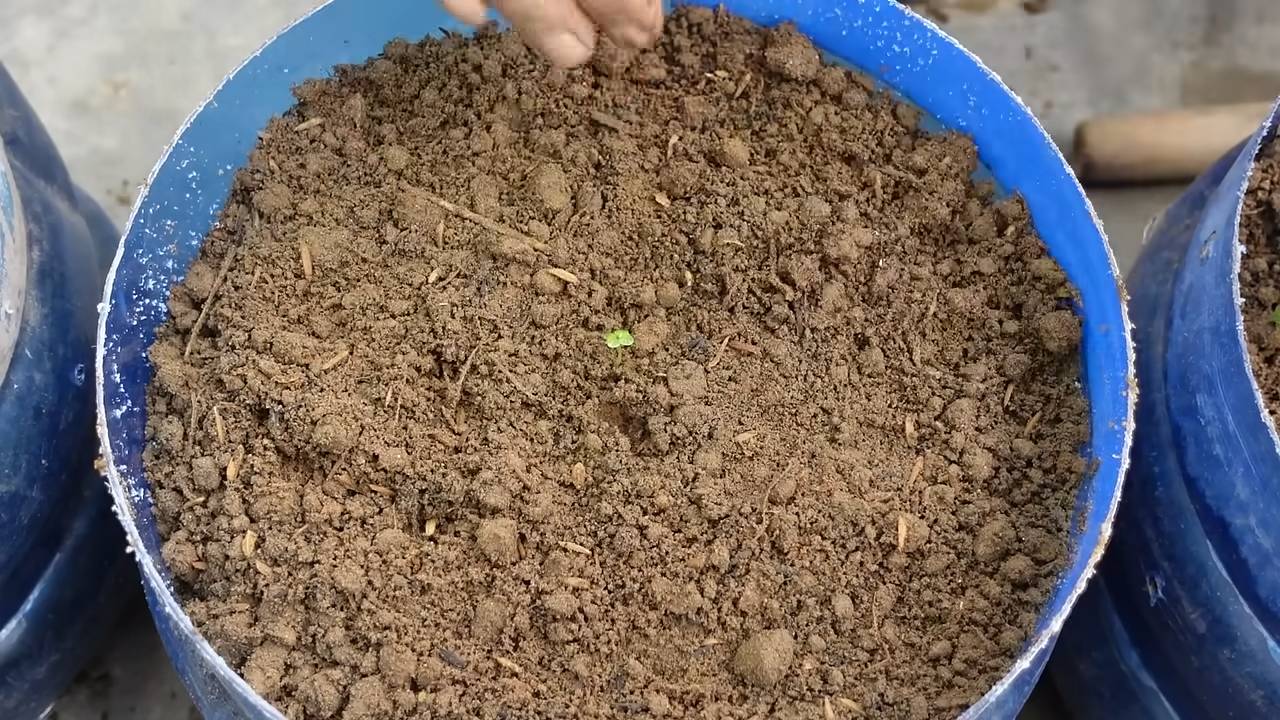 Napa Kohl Selber Anbauen