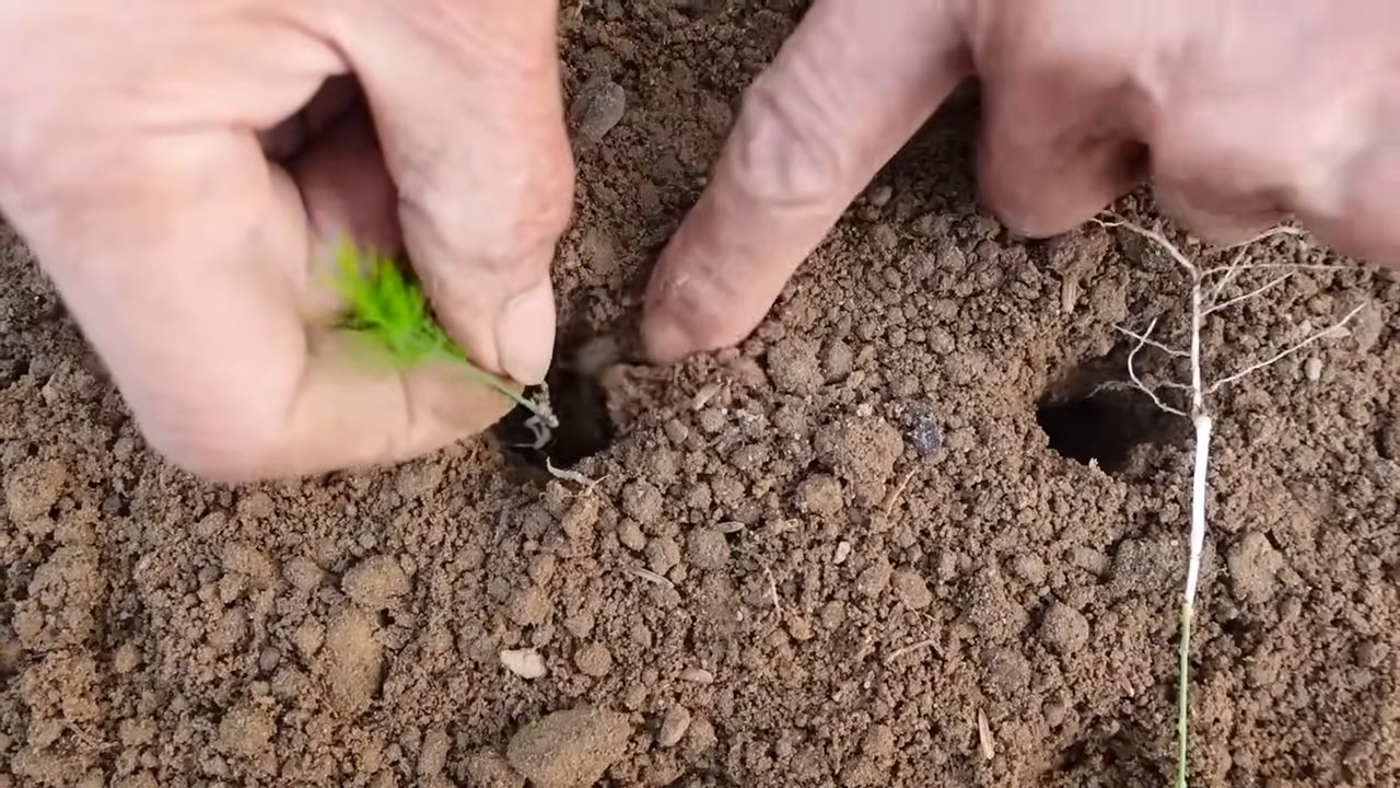 Spargel anbauen: Einfache Anleitung