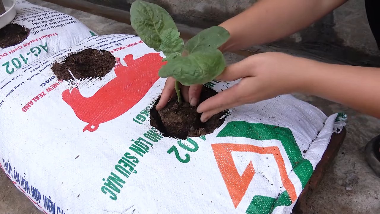 Aubergine Anbau Kleiner Garten