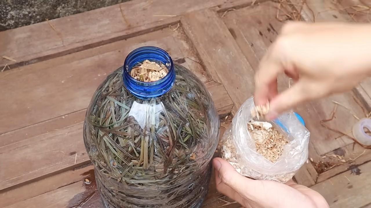 Pilze züchten in Flaschen