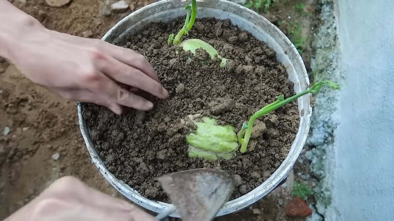 Chayote Anbau Zuhause
