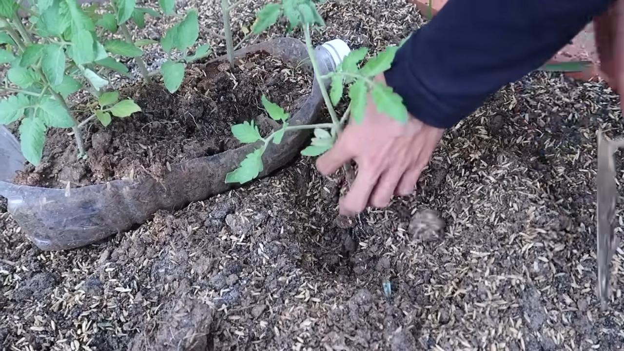 Tomatenanbau für Anfänger