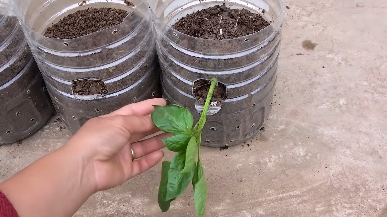 Paprika Anbau zu Hause