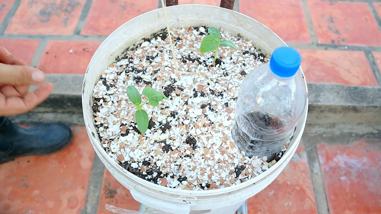 Wassermelonen Anbau Eimer Methode