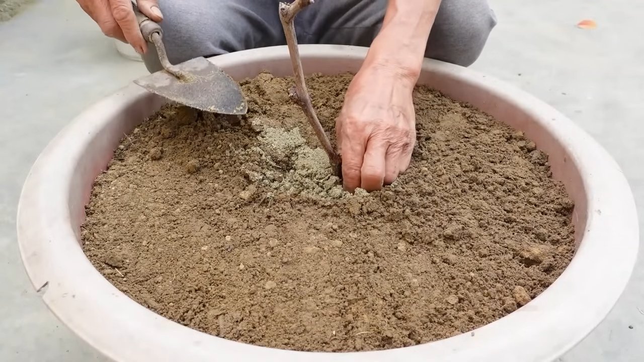 Zitronenernte leicht gemacht